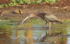 Glossy Ibis